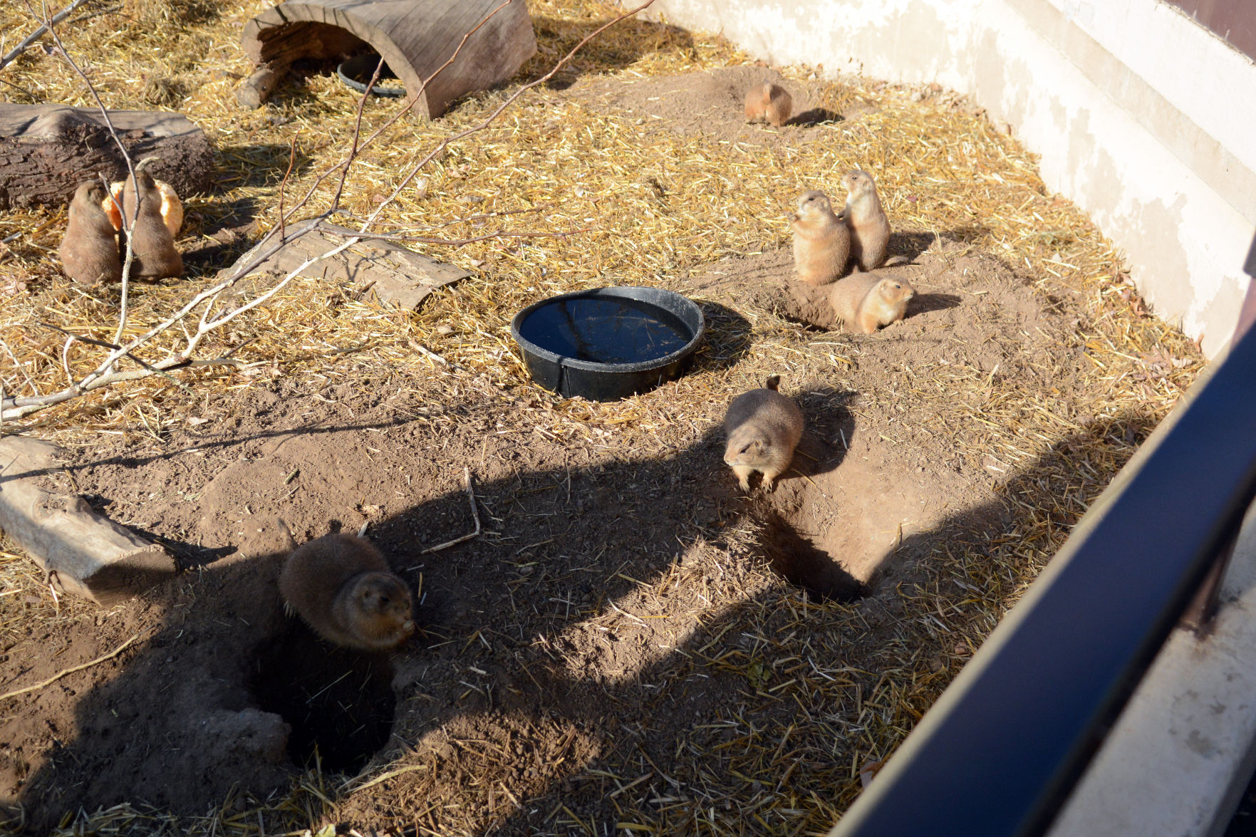 Scenes from Baraboo's Ochsner Park Zoo, Nov. 7, 2020